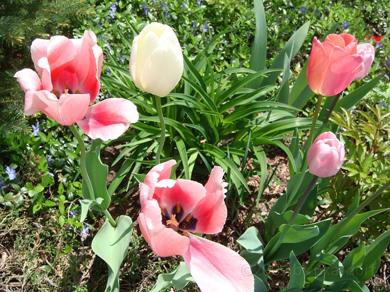 47 Nancy's Garden [2009 May 10].JPG - Nancy's Garden.